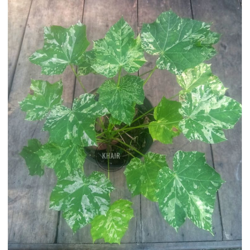 pohon jarak / pohon jarak varigata / tanaman hias