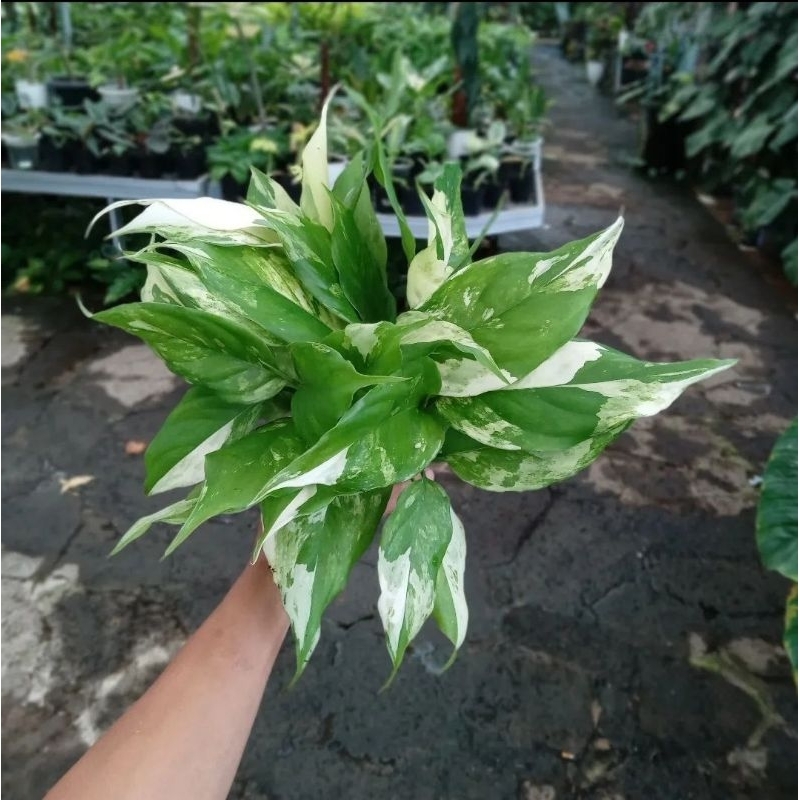 Aglonema Modestum Variegata-Tanaman Hias Aglonema Modestum Varigata