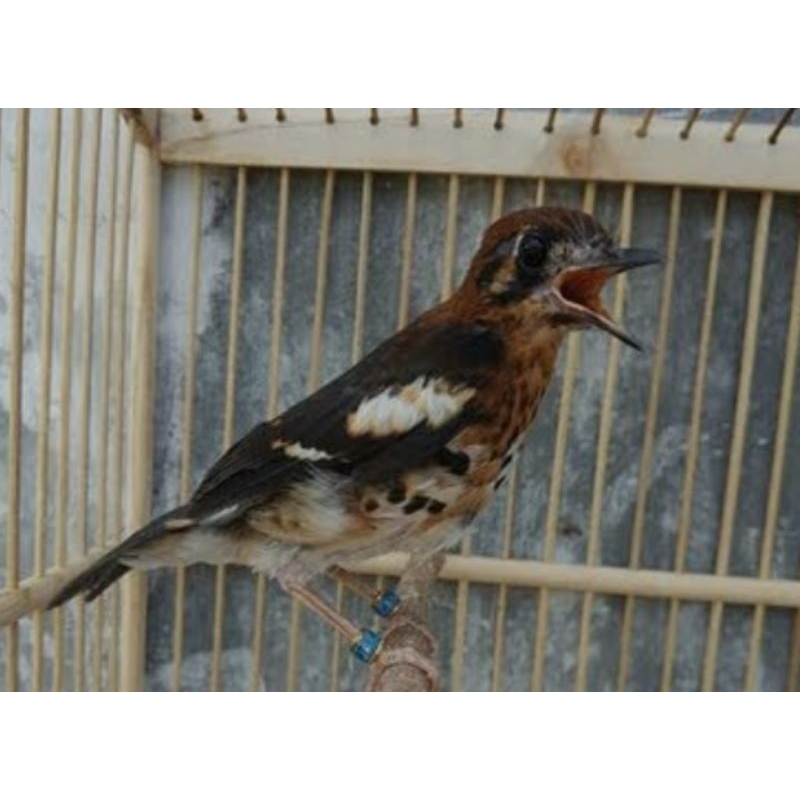 Burung Anis kembang trotol prediksi jantan