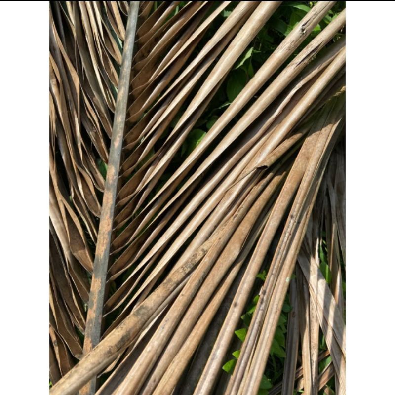 

Daun kelapa kering baralak 50 batang/lidi.