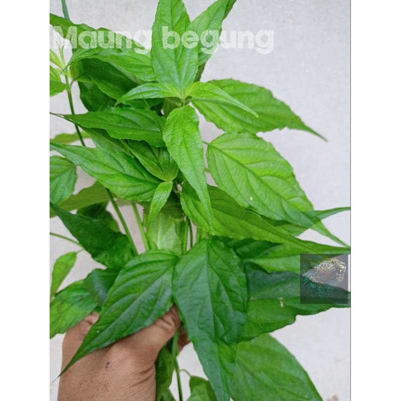 

Daun belalai gajah fresh 1 kg