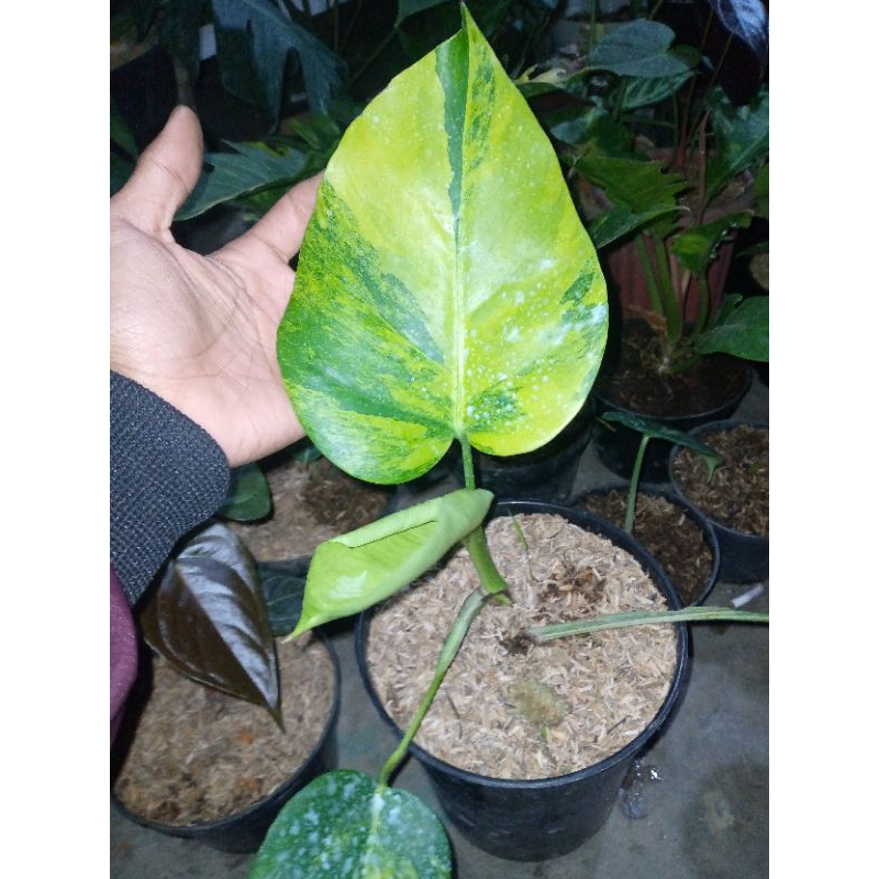 Monstera Marmorata Monstera Varigata Kuning