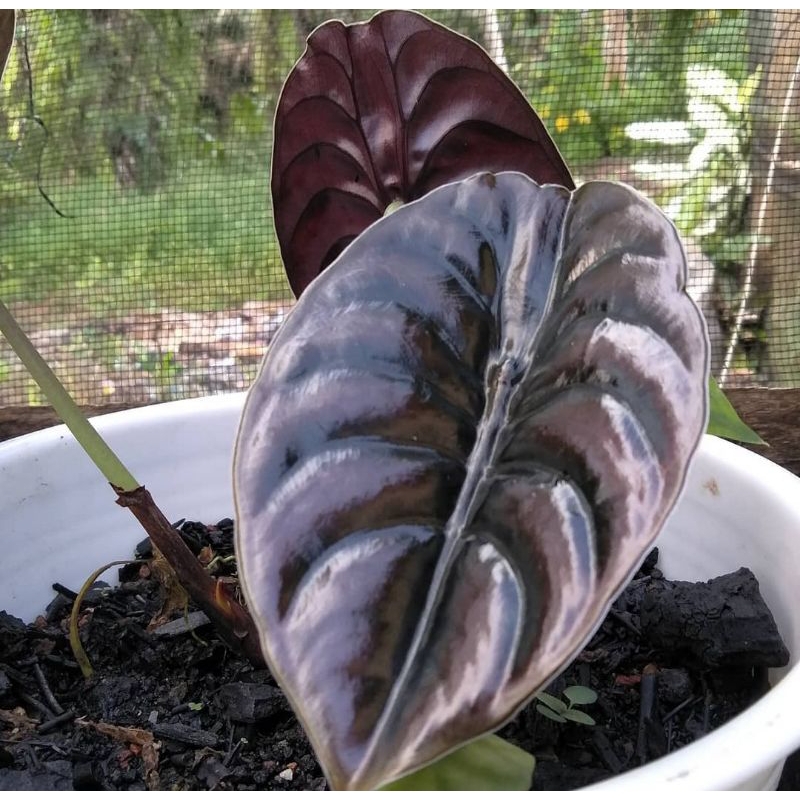bonggolan alocasia cuprea 3pcs