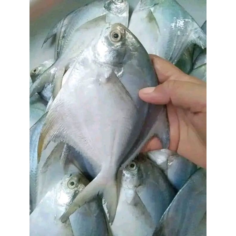 

ikan bawal putih fresh ikan bawal laut segar