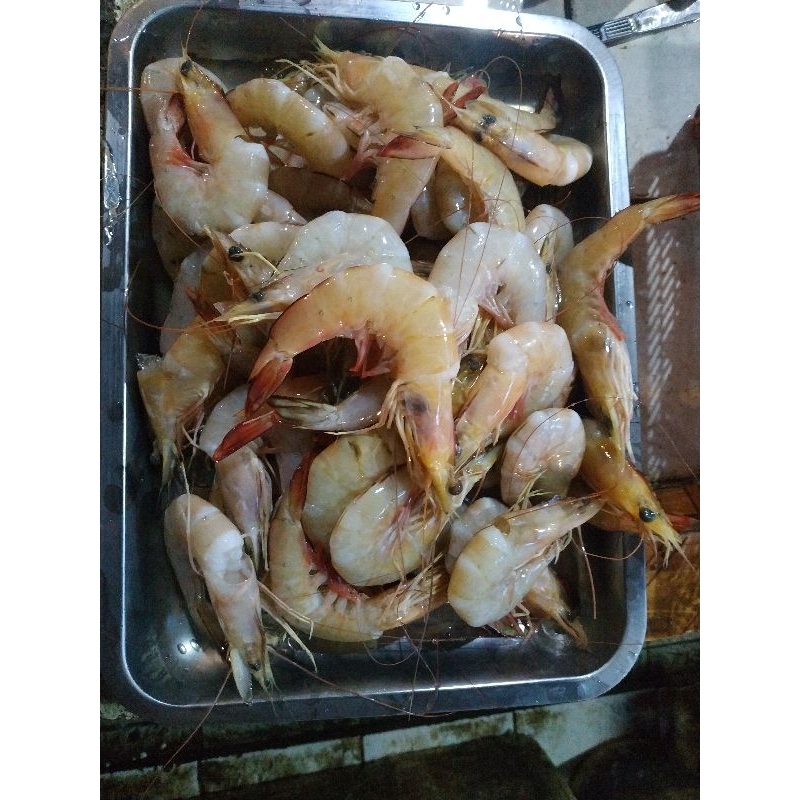 

Udang Laut Jerebung Segar