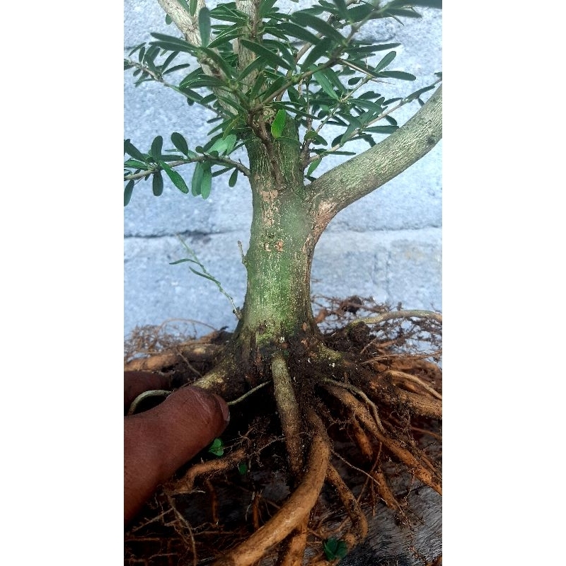 bahan bonsai saeng simbur mikro vietnam bunga ungu / saeng simbur besar/ saeng simbur