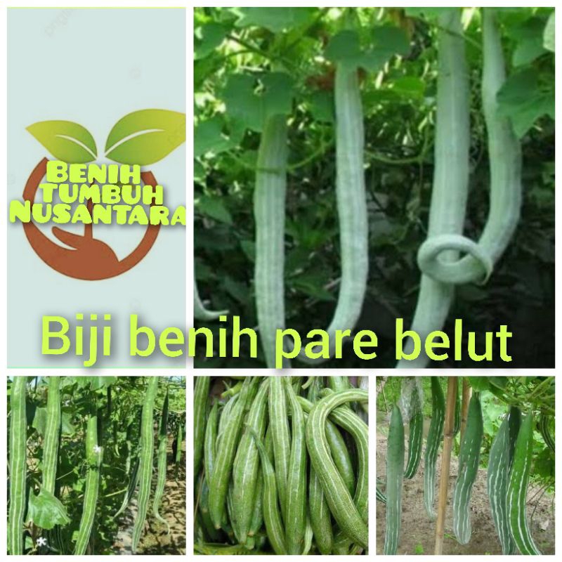 REPACK 5 BUTIR BIJI BENIH PARE BELUT JOGAR F1
