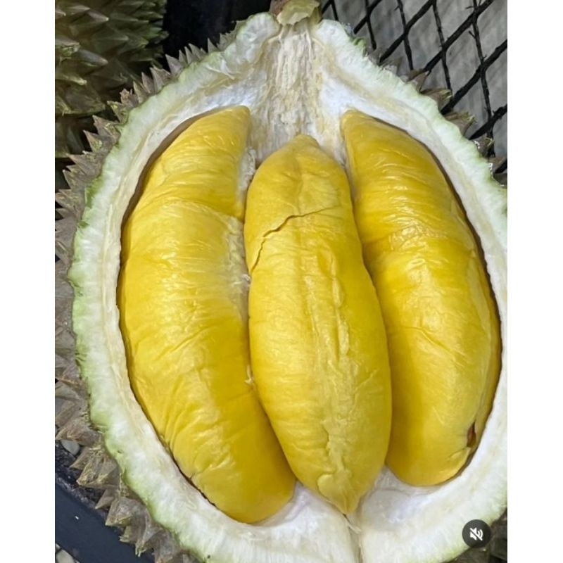 

bibit durian premium jenis musang king hasil okulasi