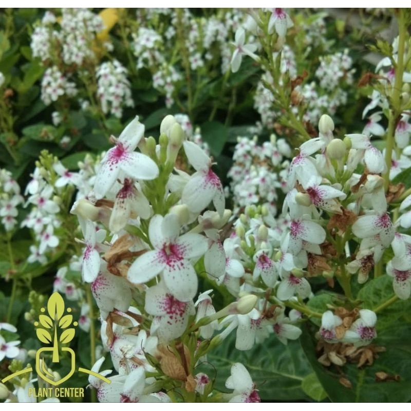 Tanaman Hias Bunga Melati Jepang - Bunga Melati Jepang - Melati Jepang