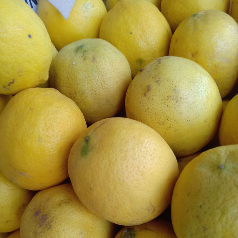 

buah lemon lokal premium/lemon kulit tipis banyak air