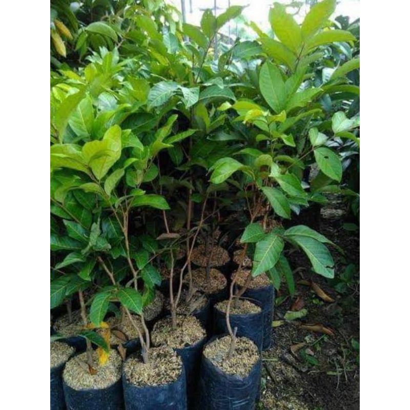 Bibit rambutan rapiah okulasi