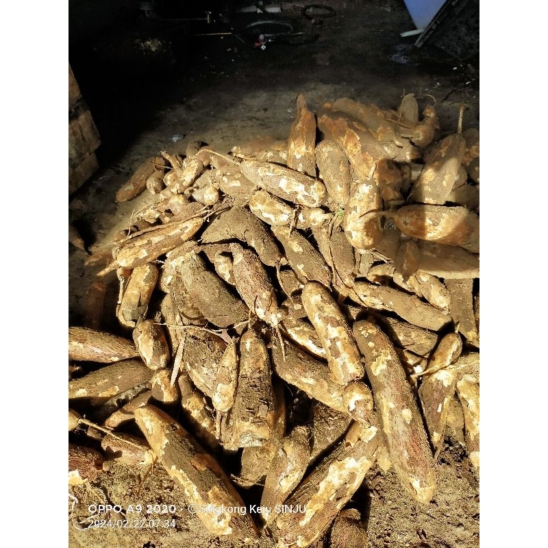 

Singkong Fresh Pegunungan Jawa Timur empuk mempur 1 KG