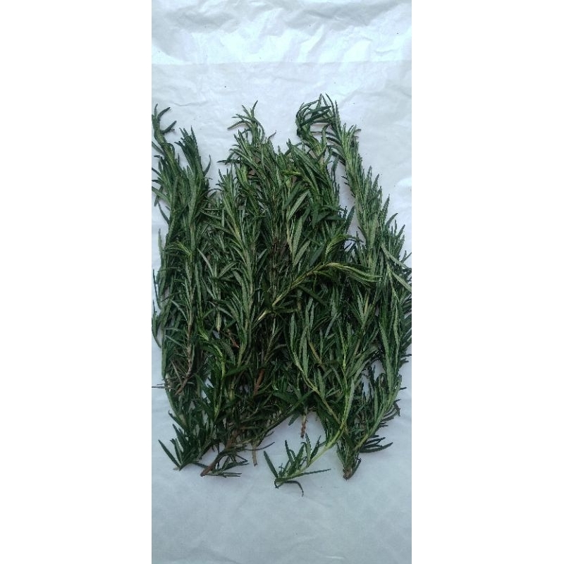 

Rosemary Segar 100 Gram