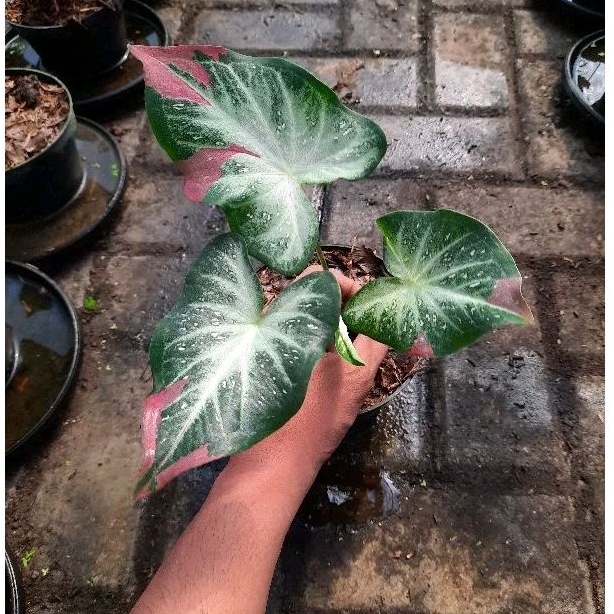 Tanaman Hias Caladium Shycool-Keladi Hias Shycool Cantik Murah