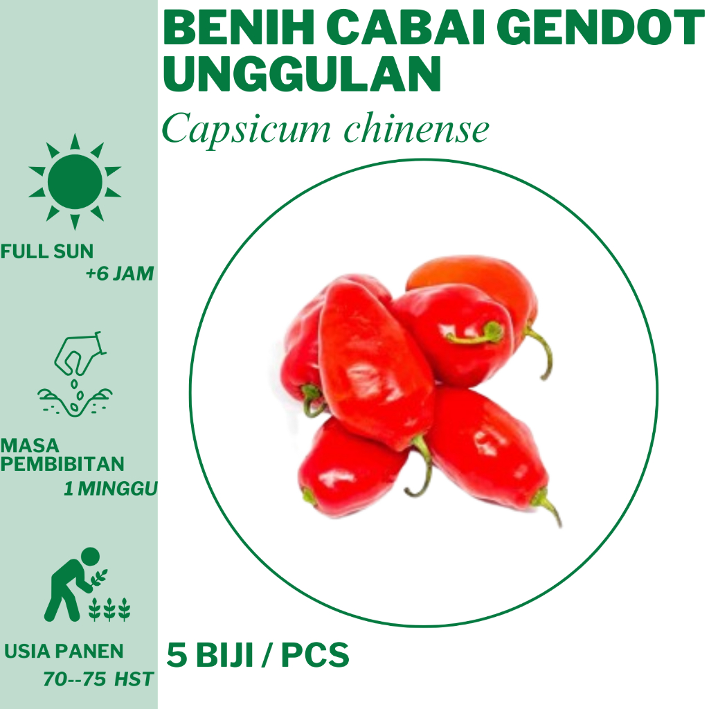 71 Benih Cabai Gendot  Bibit Unggulan Hidroponik Tanam