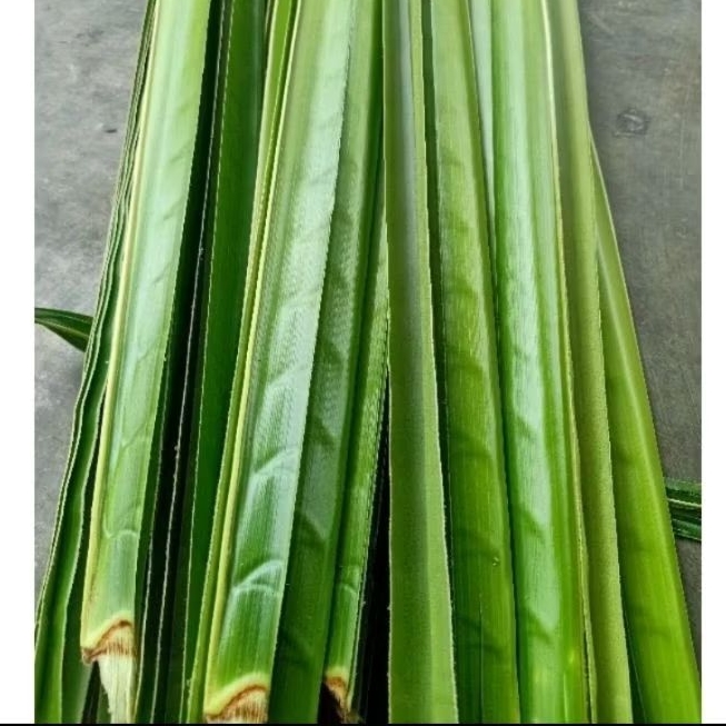 

Daun kelapa hijau Segar 50 batang