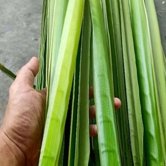 

Daun kelapa hijau Segar 100 batang