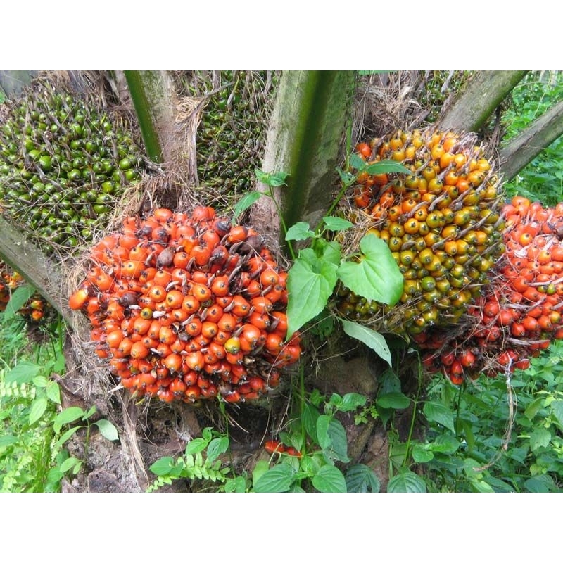 terlaris bibit benih kecambah kelapa sawit super unggul