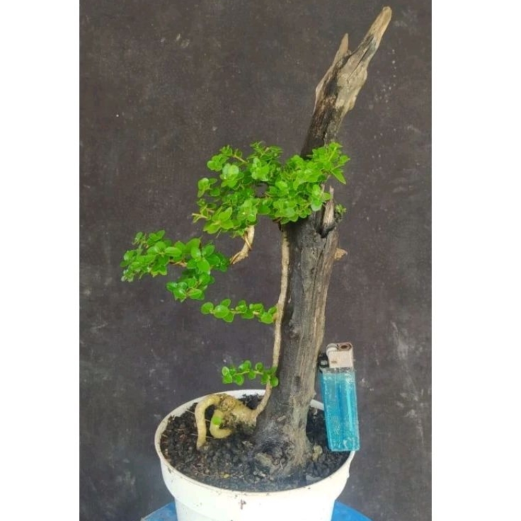 bahan bonsai sancang premna tanuki style cakep realpic