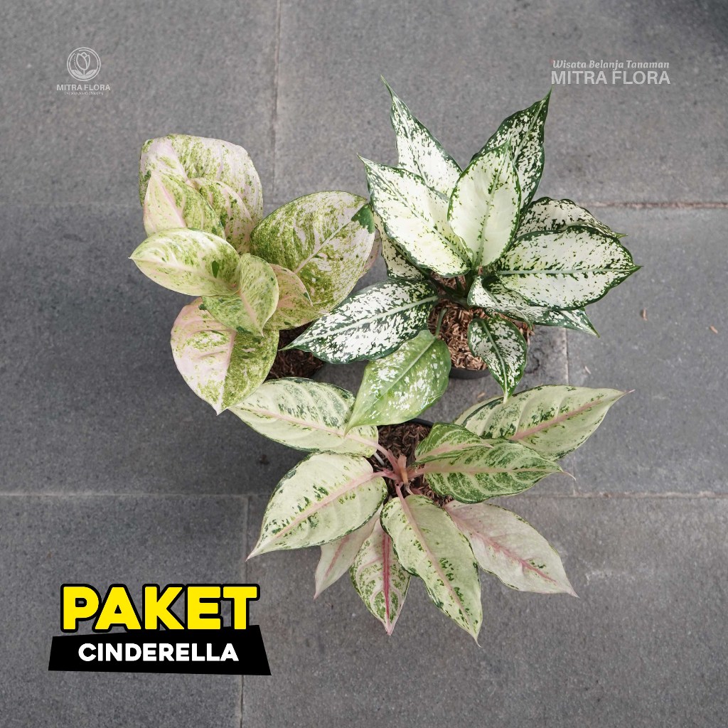 Bundling Aglonema Cinderella
