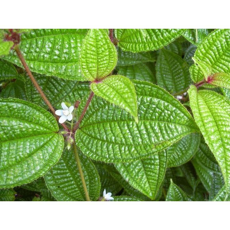 

100gr DAUN HARENDONG SEGAR HARENDONG BULU DAUN SENGGANI FRESH