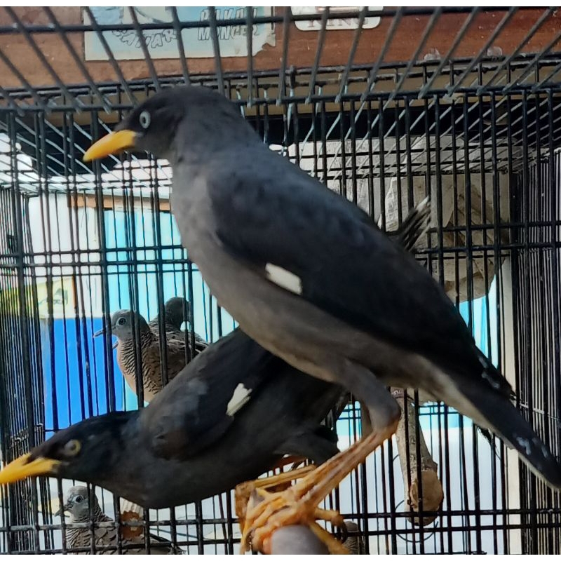 burung/burung kicau jalak kebo pilihan jantan body besar