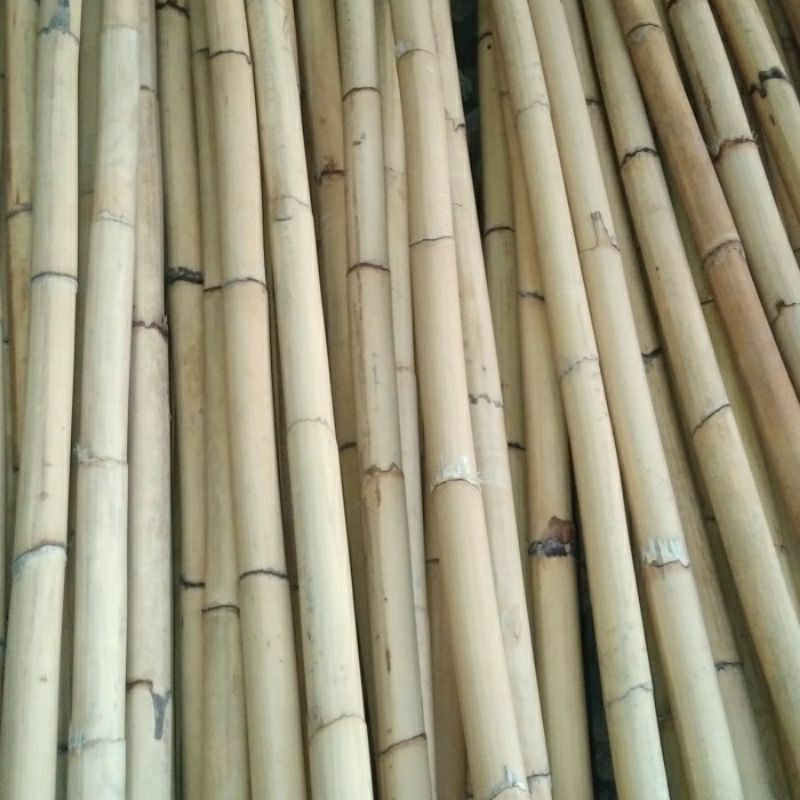 Toya Rotan Kulit Diameter 3Cm Panjang 180Cm Harga Perbatang Beli 6 Pcs Bonus 1 pcs Stok Ready Banyak