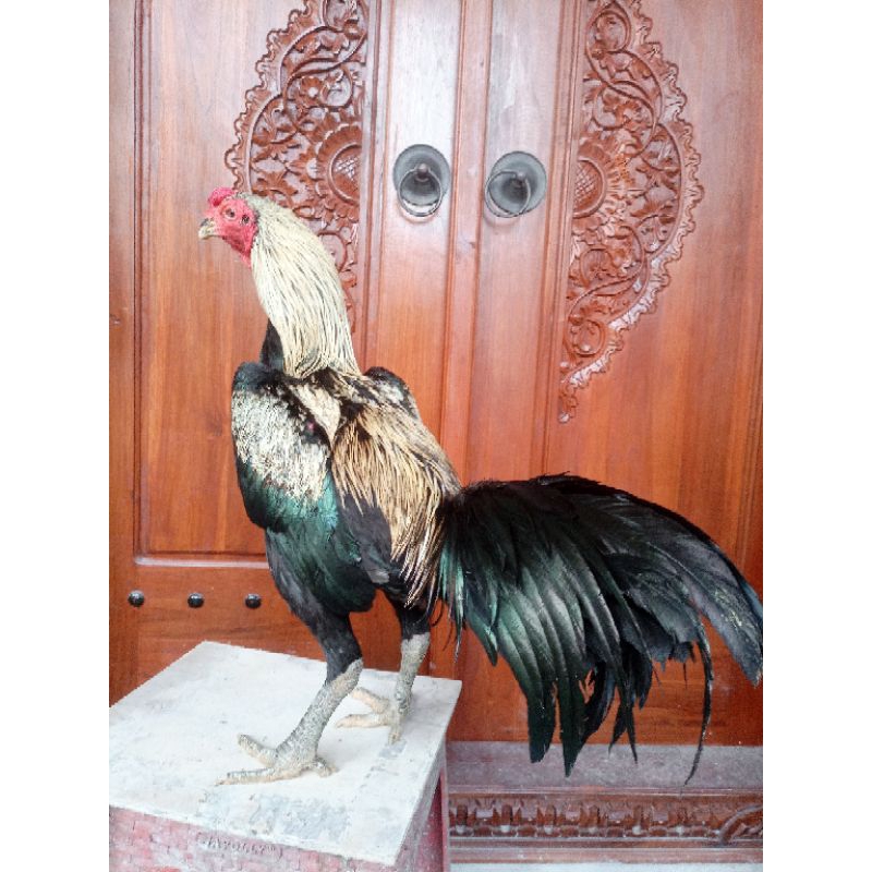 Bangkok x koyngon pukul sakti