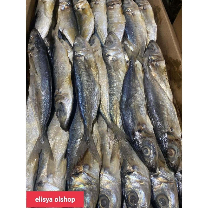 

GROSIR!!!1KG IKAN ASIN KLOTOK BENGOL SUPER BESAR FRES