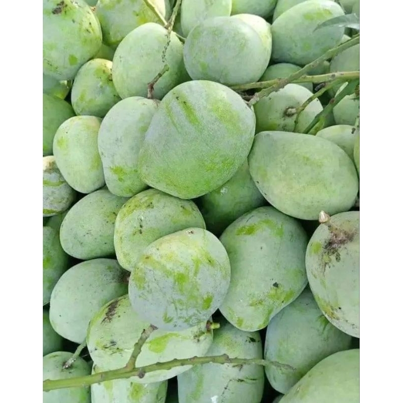 

Mangga Indramayu Mengkal 1 Kg