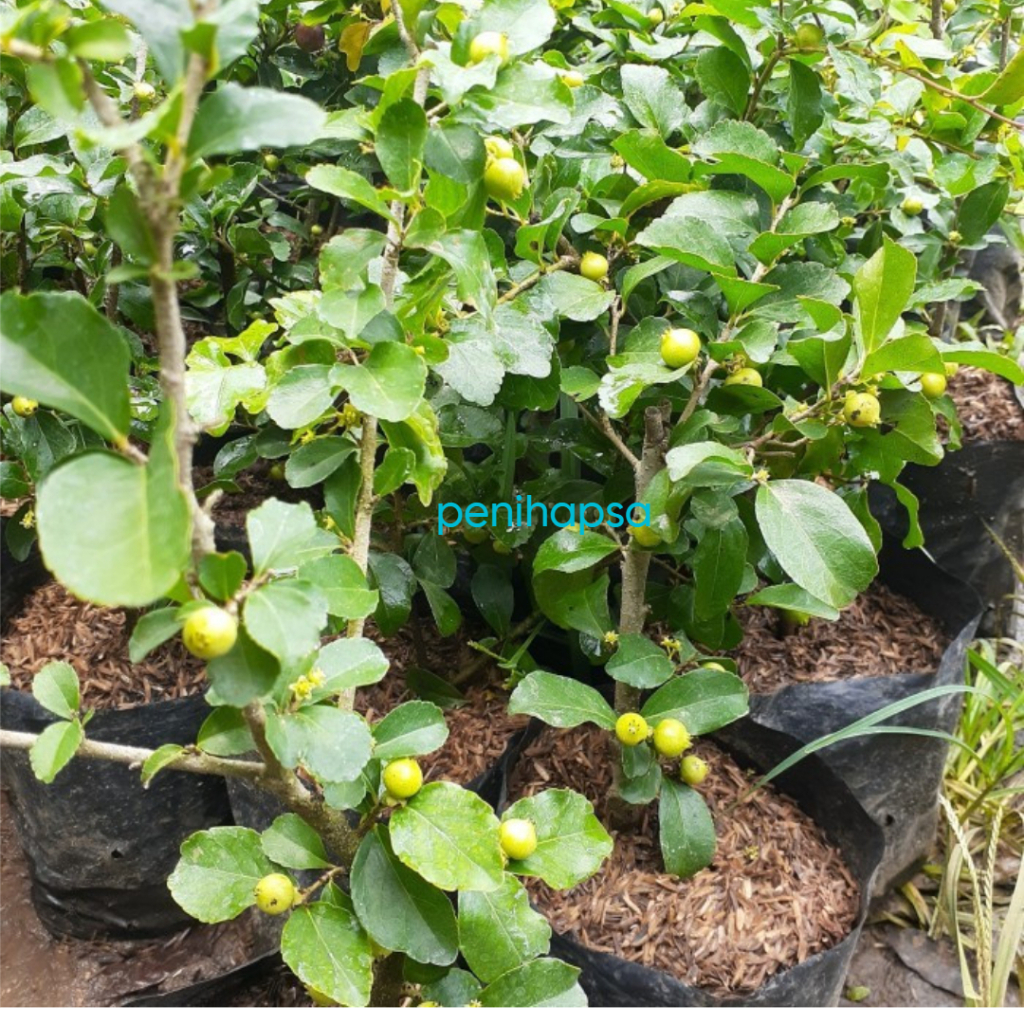 Bibit Cherry Jepang Super Okulasi Sudah Berbuah