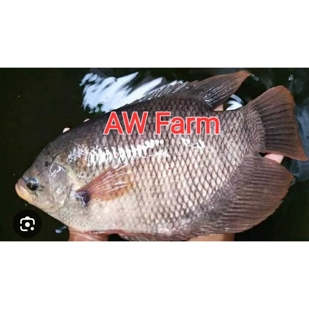 

Ikan Gurame frozen 500gr