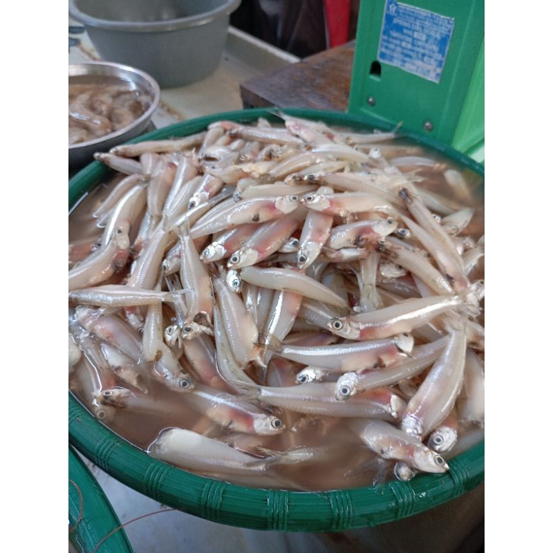 

Ikan teri basah laut