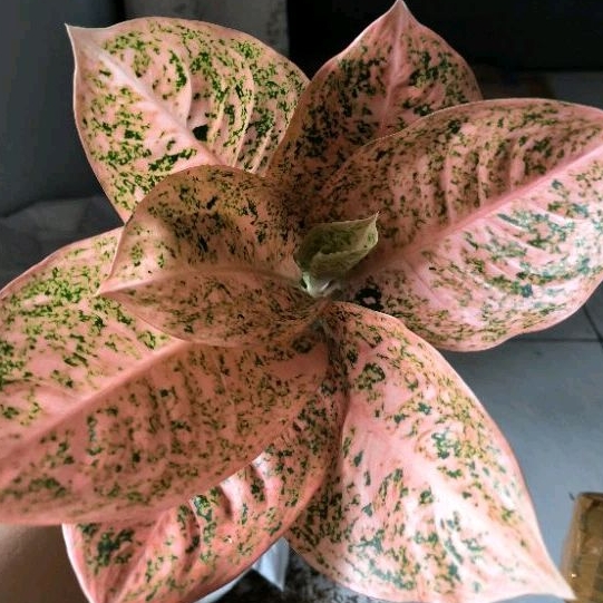 Aglonema Stardust Orange Jumbo indukan