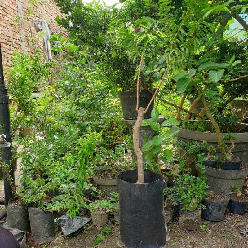 bahan bonsai anting putri mikro prokar