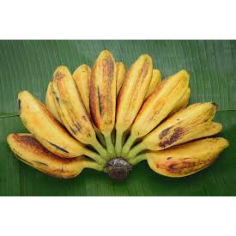 

pisang kepok 1 sisir