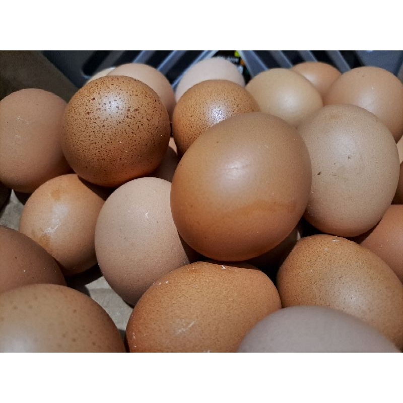 

Telur Negri