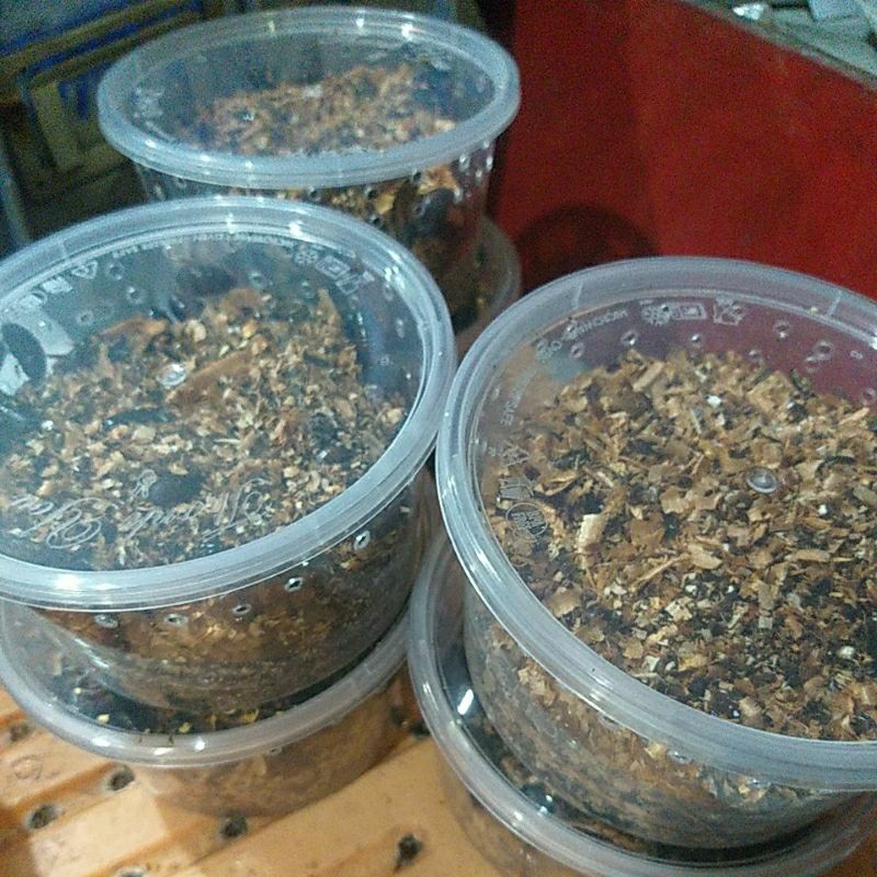 KECOA BATU UMPAN ALAM