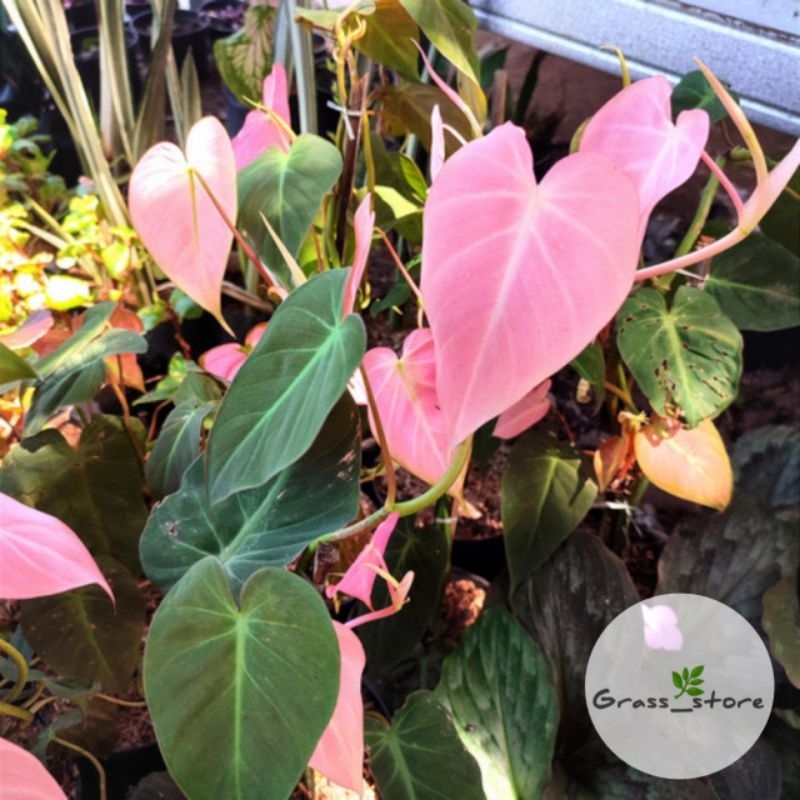 Tanaman hias philodendron mican pink - Micans pink