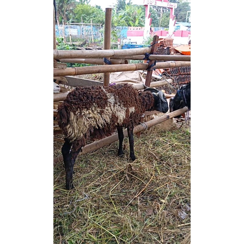 kambing/domba kurban