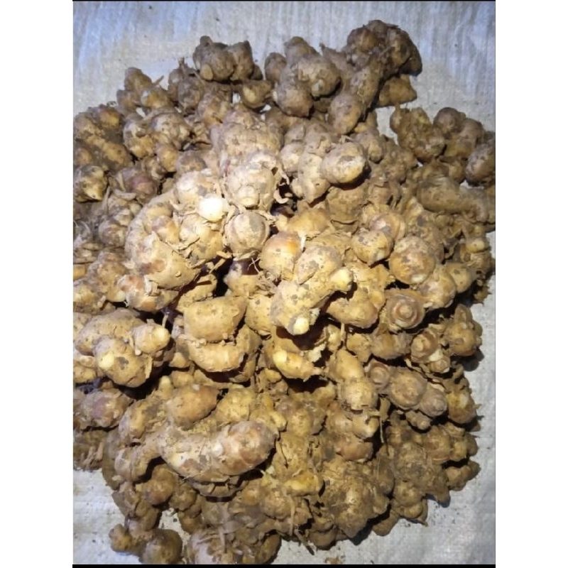 

KENCUR 1KG SEGAR TUA ALAMI