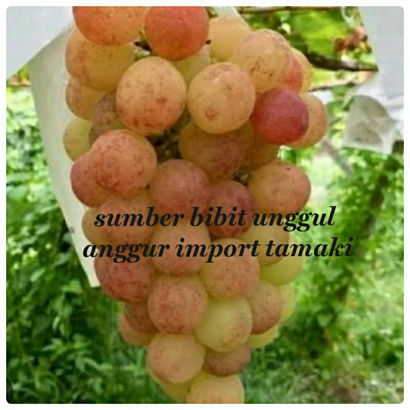 bibit anggur import tamaki