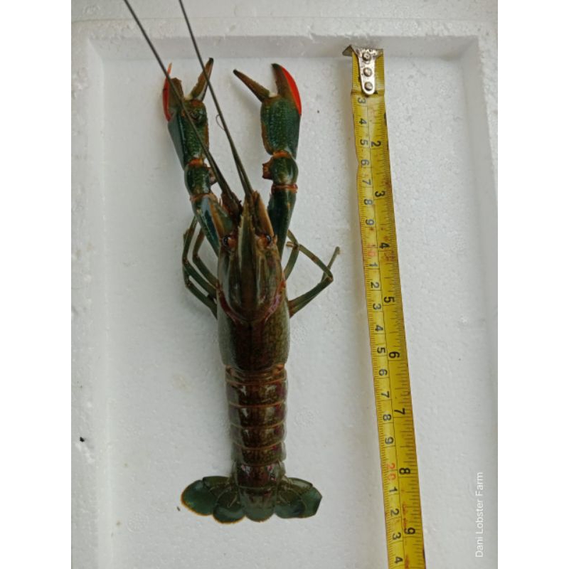 

Lobster Air Tawar Ukuran 5 Inci