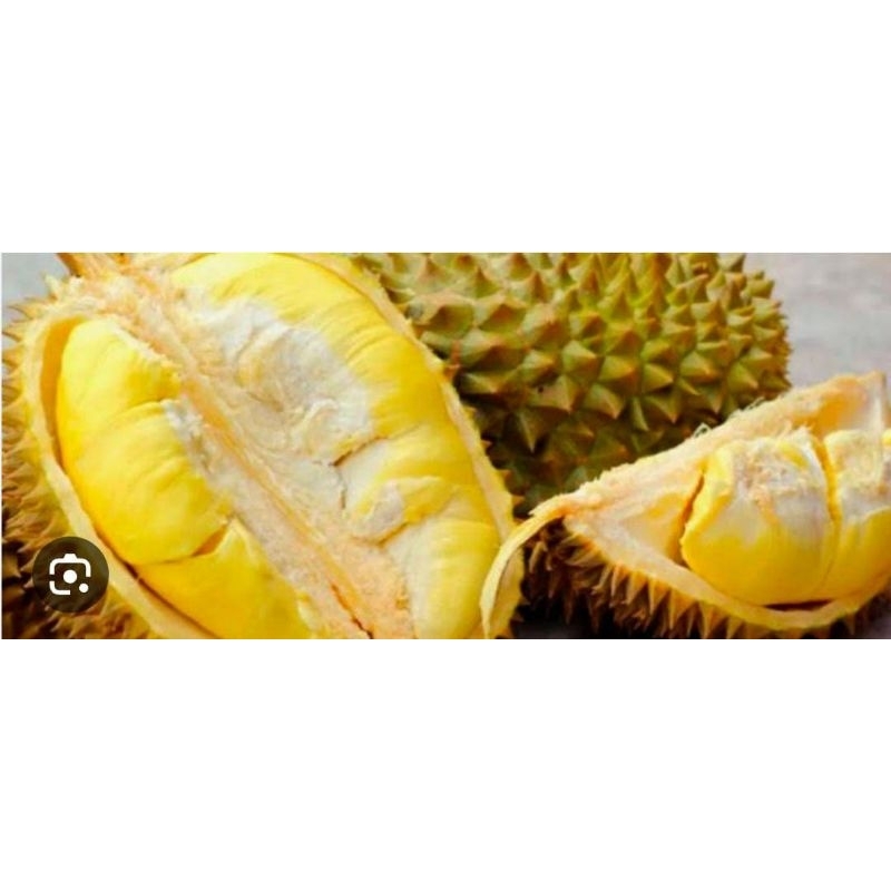 

Durian Bawor Berat 2,5-3,5 Kg Asli Banyumas Enak Manis Tebal Mantap Termurah