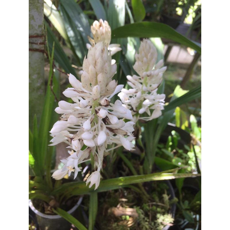 Coelogyne(polidota)