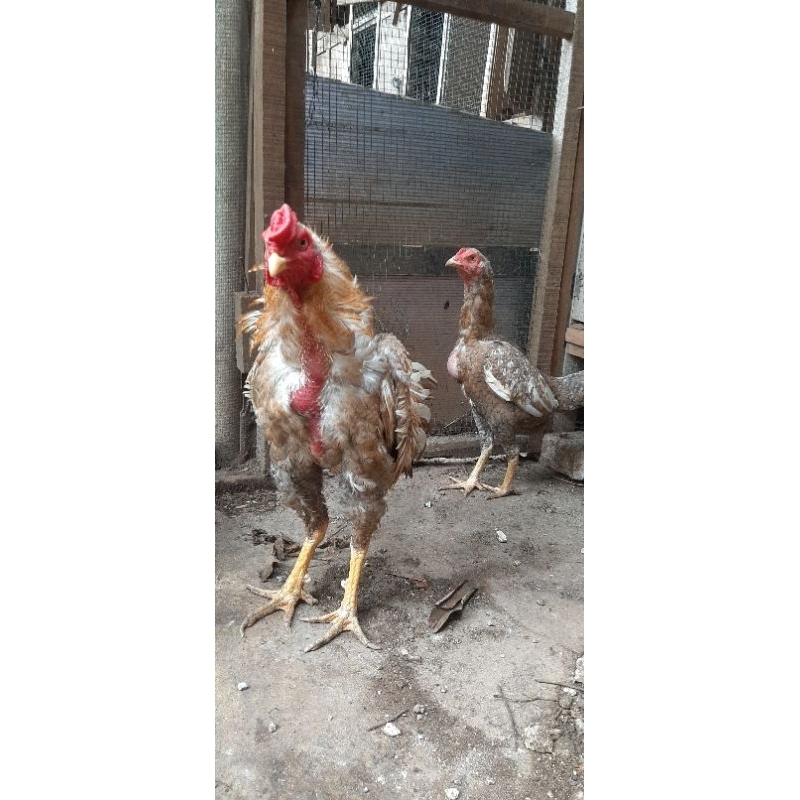 Anak Ayam Bangkok Klasik Original edisi warna Jali