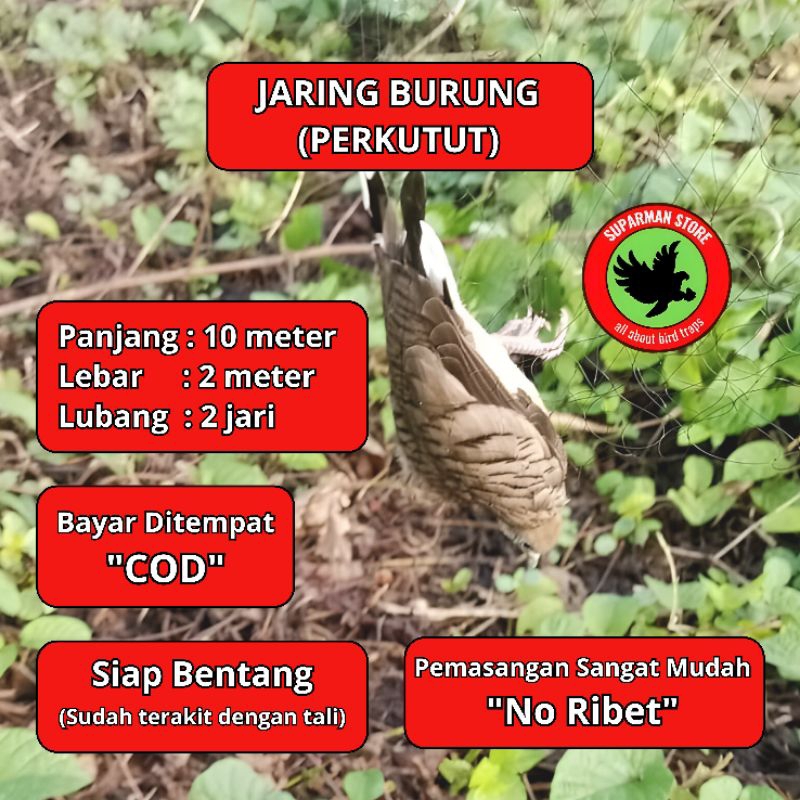 JARING BURUNG PERKUTUT 10 JARING BURUNG KUTUT JARING BURUNG KUTUT JARING BURUNG BESAR JARING BURUNG 