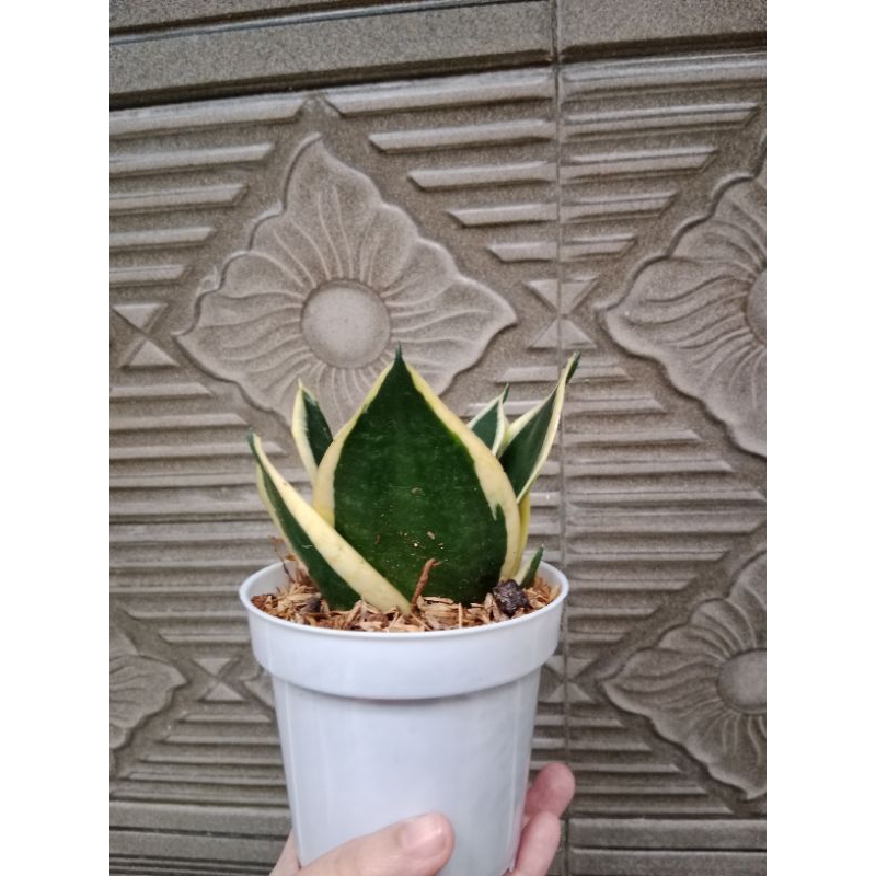 sansiviera twister sansivieria moonlight sansiviera pagoda