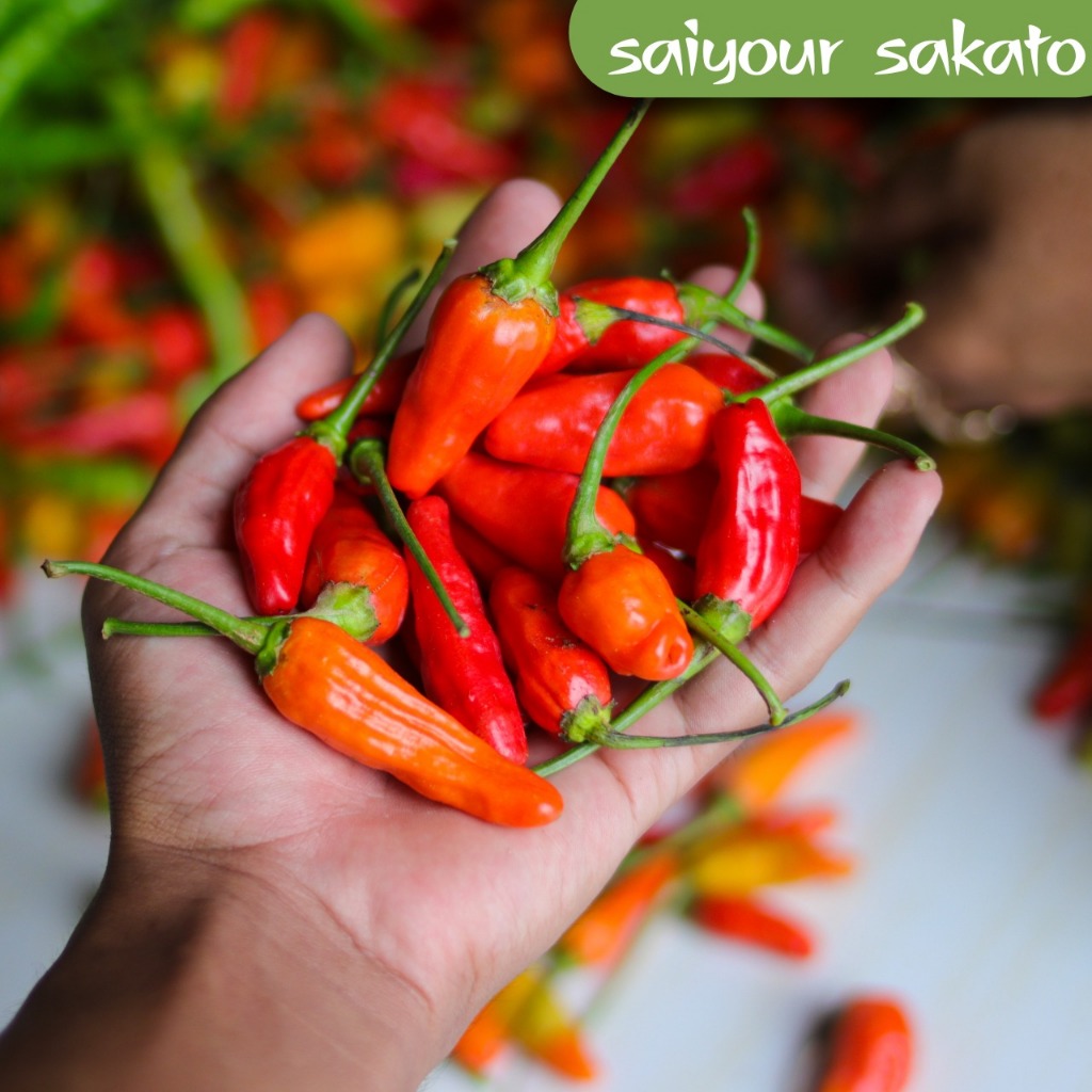 

Cabe Caplak Cabai / Rawit Merah Segar 100gr -Saiyour Sakato