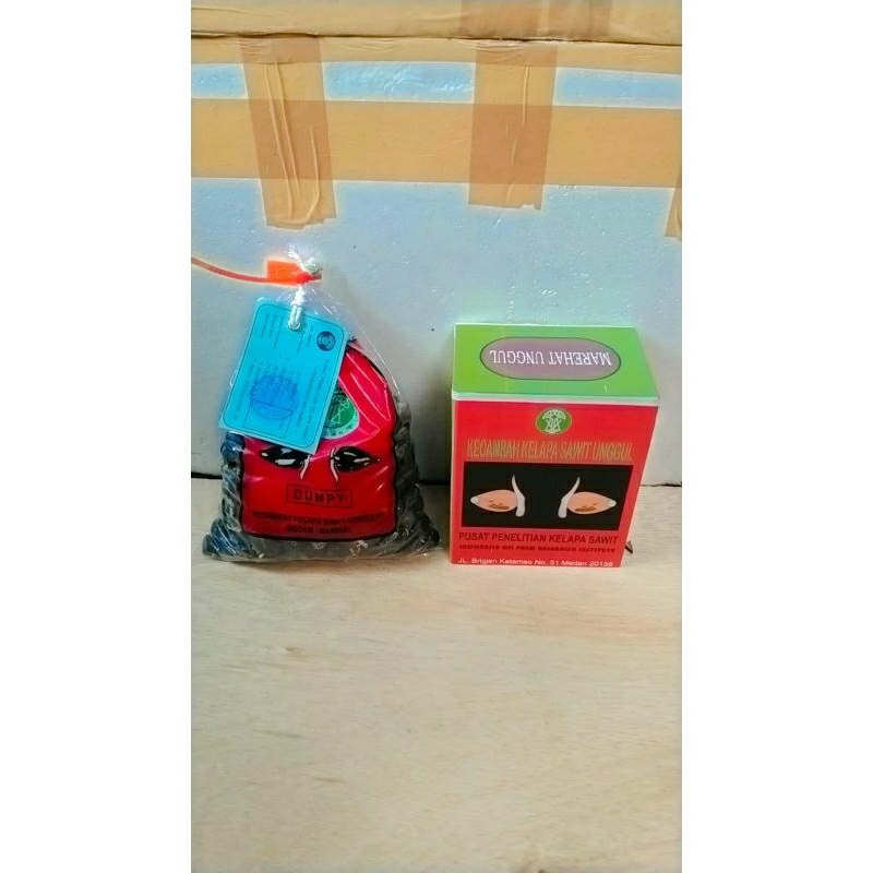 kecambah sawit dxp MAREHAT dumpy